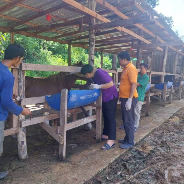 สนง.ปศจ.หนองบัวลำภู ดำเนินการขึ้นทะเบียนม้า