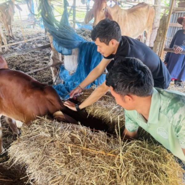 ปศุสัตว์อำเภอโนนสะอาด ออกพื้นที่บริการดูแลสุขภาพสัตว์ผู้เลี้ยงโคและสัตว์เลี้ยง