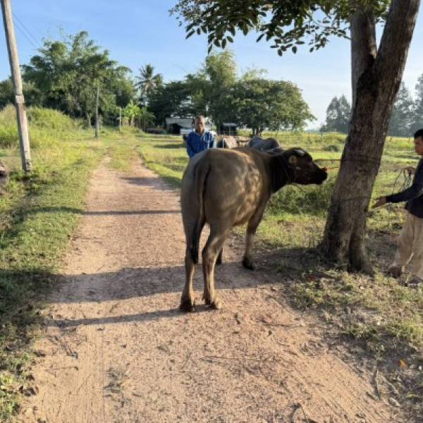 ปศุสัตว์อำเภอบ้านผือ ออกพื้นที่ให้คำปรึกษาเรื่องสุขภาพสัตว์